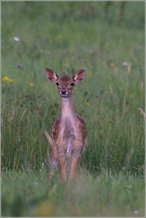 <p>DANĚK SKVRNITÝ (Dama dama) Šluknovsko - Šluknovsko - Valdek /Fallow deer - Damhirsch/</p>